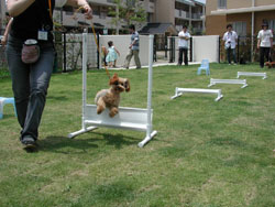 pet2.jpg